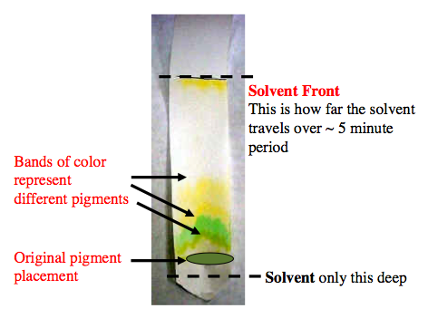 Term paper relief